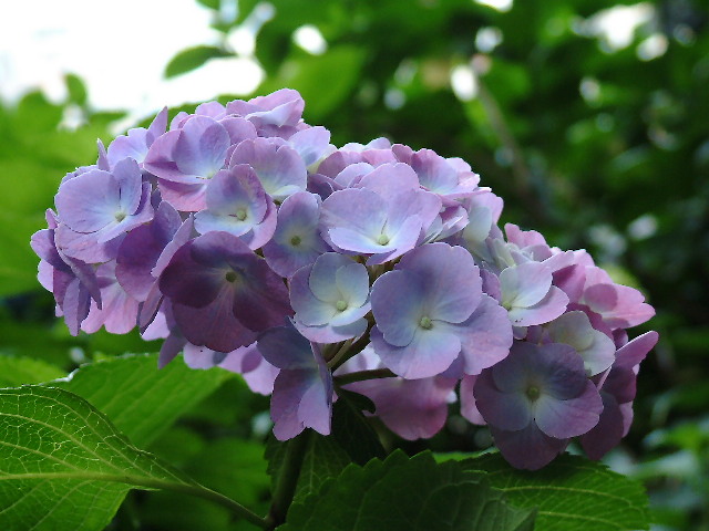 ２０１０年０６月―諸行無常。。。四季の移ろいのごとく、花の色もチェンジ！