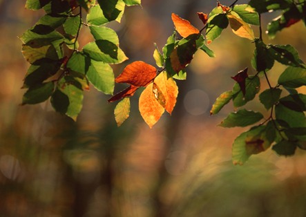 ２０１１年１１月―晩秋の紅葉。静かな木洩れ陽の、やさしさに包まれたなら。。。