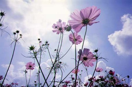 ２０１２年１０月―うす紅の秋桜が、秋の日の、何気なく高い空に揺れている。。。？