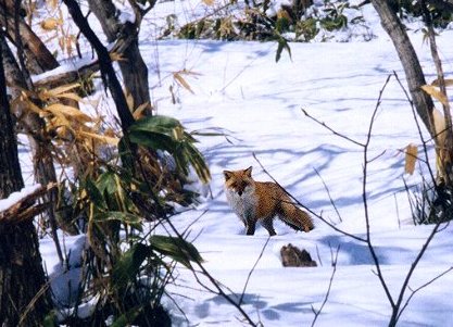 ２０１２年０３月―北の国も雪解け間近！　君はどこから来たキツネ？