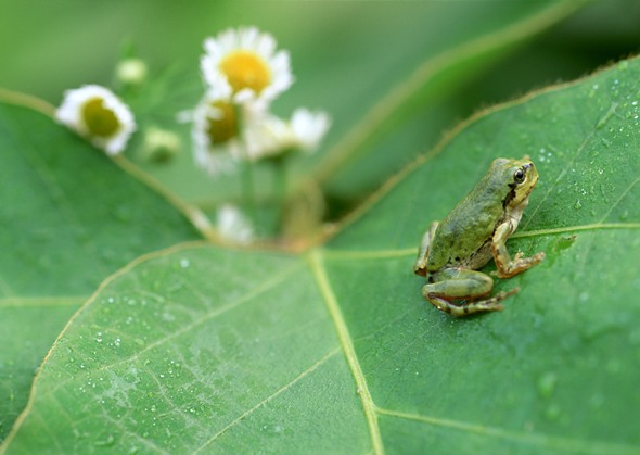２０１２年０６月―梅雨の雨上がり。森の小さな生き物は、生きかえる。。。