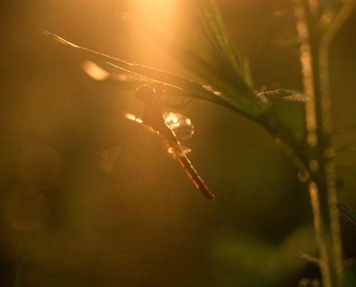 ２０１２年０９月―夏が過ぎ、風あざみ。青空に残された私の心は。。。夏模様。