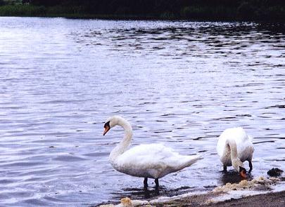 ２０１３年０２月―白鳥Ａ：渡り鳥は、世渡りが上手いとさ？　白鳥Ｂ：さあ、どうかな？