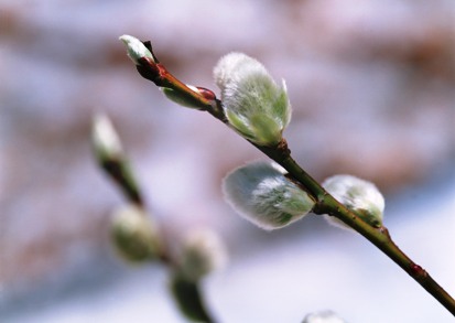２０１３年０３月―雪をはねて猫柳が顔を出します。。。もうすぐ春ですか？