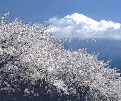 ２０１５年４月―田子の浦にうち出でて見れば白妙の、富士の高嶺に桜咲き誇り？