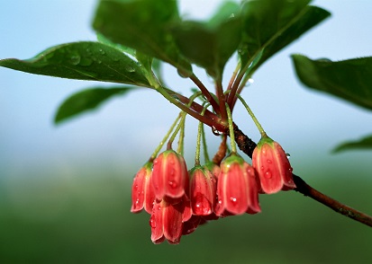 ２０１５年６月―実るほど？頭（こうべ）を垂れる君、梅雨の晴れ間を、露知らず。。。