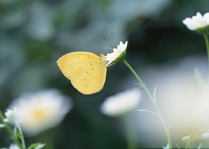 ２０１６年０５月―蝶々蝶々菜の葉に止れ、菜の葉に飽たら。。。たんぽぽ？