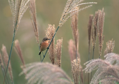 ２０１６年１１月―秋深し、隣は何をする鳥ぞ？　すすきのほうきで、ゴミ取りぞ！
