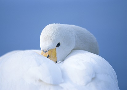 ２０１７年０２月―Ｉ ａｍ ａ ｓｗａｎ．Ｉ ｈａｖｅ ｄｏｗｎ．Ａｈ！Ｓｗａｎ ｄｏｗｎ！！暖かい？