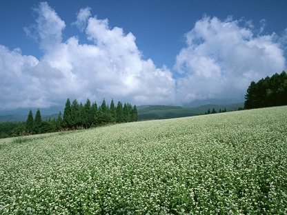 ２０１７年０５月―五月雨は緑色。　五月晴れは。。。？