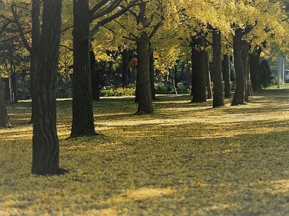2019年11月―プラタナスの枯葉舞う冬？の道でプラタナスの散る音に振り返る