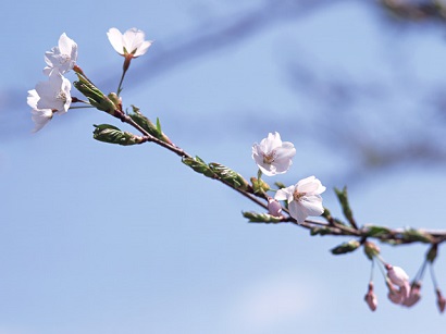 2020年04月―春が来た　ほらね春が来た！　ちょっと派手なペンキを塗りながら　外出自粛の春が。。。