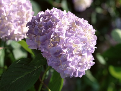 2021年06月―紫陽花の頃が過ぎ　心淋しい季節がくる　梅雨のおうち時間は　しっとりと