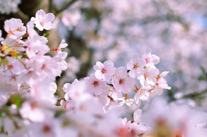 2026年04月―桜の花びらたちが咲く頃 どこかで 誰かがきっと祈ってる 新しい世界のドアを 自分のその手で開くこと